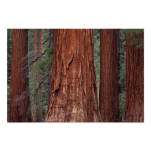 North America, USA, California, Yosemite NP, Photo Print