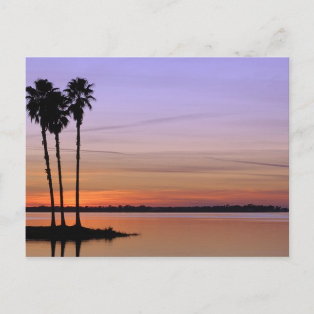 North America, USA, Florida, Mt. Dora, a trio Postcard (Front)