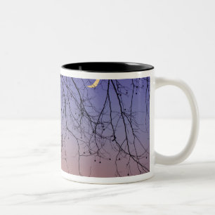 North America, USA, Florida, Mt. Dora, the Two-Tone Coffee Mug