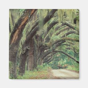 North America, USA, Georgia, Cumberland 2 Magnet