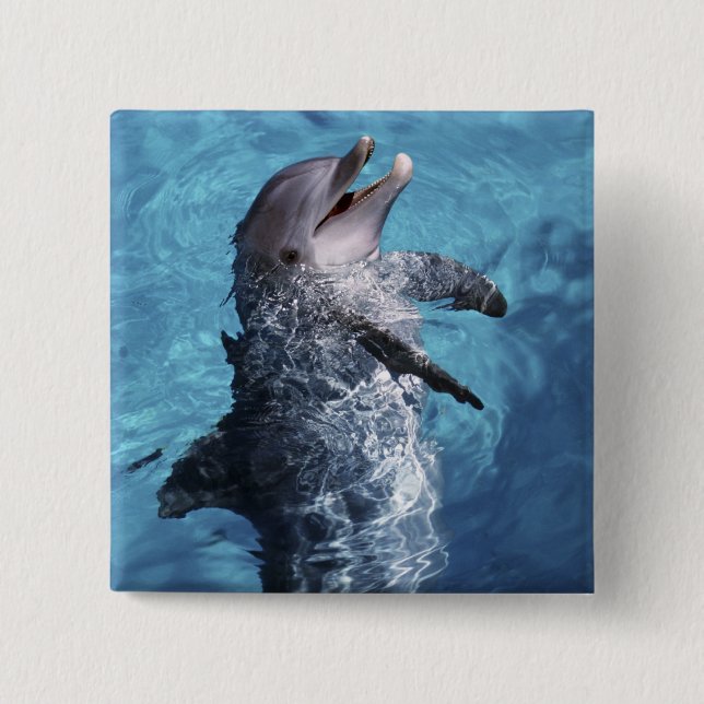 North America, USA, Hawaii. Dolphin 15 Cm Square Badge (Front)