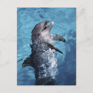 North America, USA, Hawaii. Dolphin Postcard