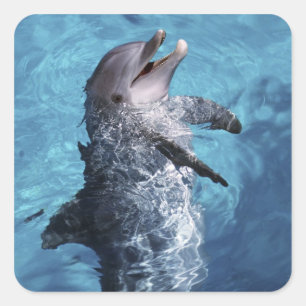 North America, USA, Hawaii. Dolphin Square Sticker