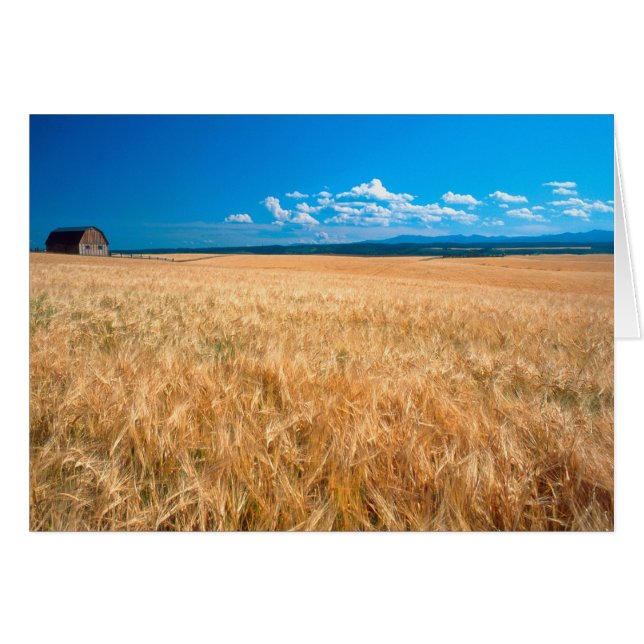 North America, USA, Idaho. Barley field in (Front Horizontal)