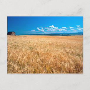 North America, USA, Idaho. Barley field in Postcard