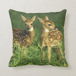 North America, USA, Minnesota. White-tailed 2 Cushion