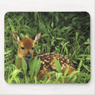 North America, USA, Minnesota. White-tailed Mouse Mat