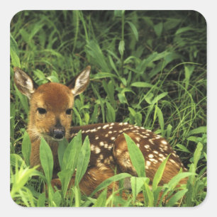 North America, USA, Minnesota. White-tailed Square Sticker