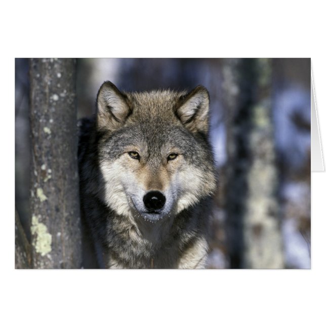 North America, USA, Minnesota. Wolf Canis (Front Horizontal)