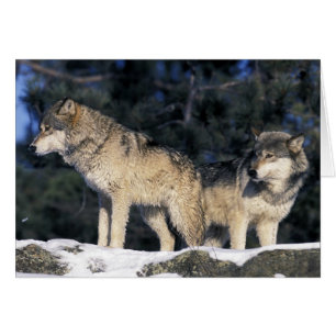 North America, USA, Minnesota. Wolf Canis 2