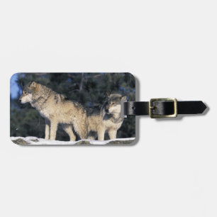 North America, USA, Minnesota. Wolf Canis 2 Luggage Tag