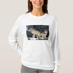North America, USA, Minnesota. Wolf Canis 2 T-Shirt