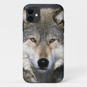 North America, USA, Minnesota. Wolf Canis iPhone 11 Case