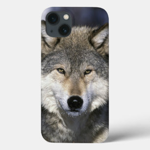 North America, USA, Minnesota. Wolf Canis iPhone 13 Case