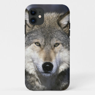 North America, USA, Minnesota. Wolf Canis iPhone 11 Case