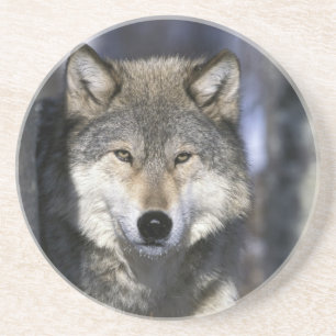 North America, USA, Minnesota. Wolf Canis Coaster