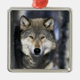 North America, USA, Minnesota. Wolf Canis Metal Tree Decoration