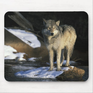 North America, USA, Minnesota. Wolf (Canis Mouse Mat
