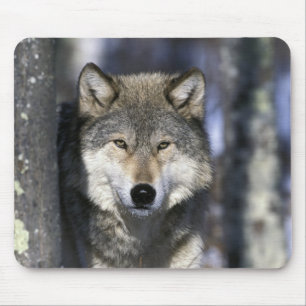North America, USA, Minnesota. Wolf Canis Mouse Mat