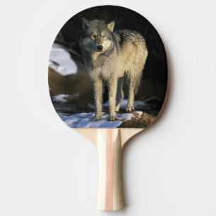 North America, USA, Minnesota. Wolf (Canis Ping Pong Paddle