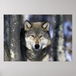 North America, USA, Minnesota. Wolf Canis Poster