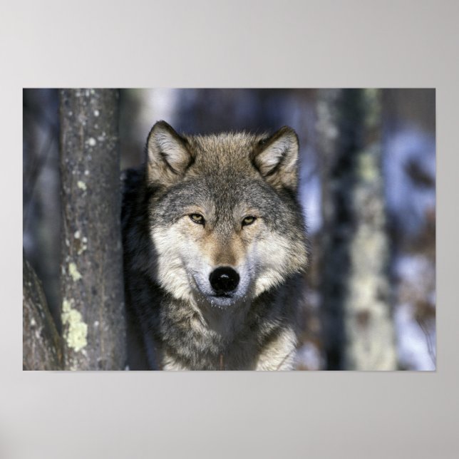 North America, USA, Minnesota. Wolf Canis Poster (Front)