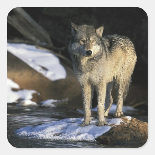 North America, USA, Minnesota. Wolf (Canis Square Sticker (Front)