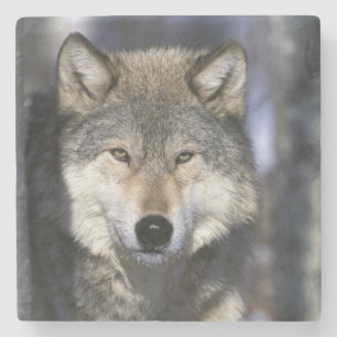 North America, USA, Minnesota. Wolf Canis Stone Coaster