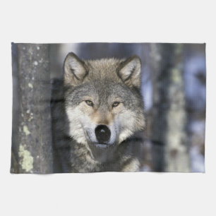 North America, USA, Minnesota. Wolf Canis Tea Towel