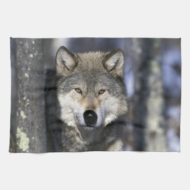 North America, USA, Minnesota. Wolf Canis Tea Towel (Horizontal)