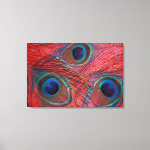 North America, USA, WA, Redmond, Peacock Canvas Print
