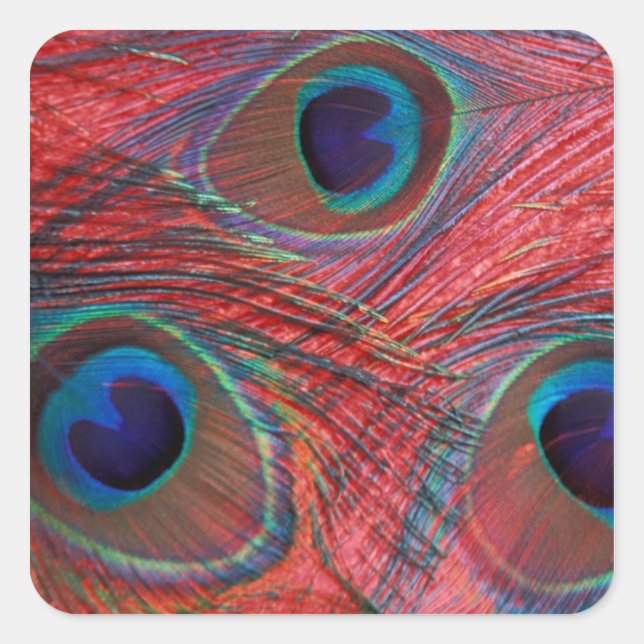 North America, USA, WA, Redmond, Peacock Square Sticker (Front)