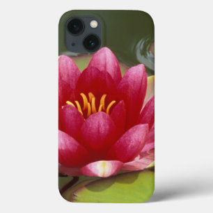 North America, USA, WA, Seattle, Woodland Park 2 iPhone 13 Case