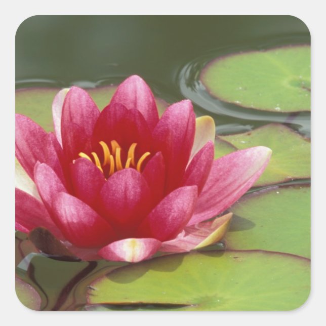 North America, USA, WA, Seattle, Woodland Park Square Sticker (Front)