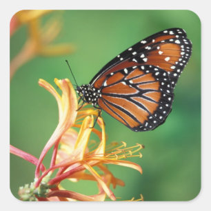 North America, USA, WA, Seattle, Woodland Park Square Sticker