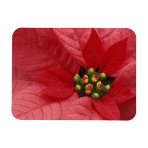 North America, USA, WA, Woodinville, Red 2 Magnet