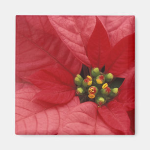 North America, USA, WA, Woodinville, Red 2 Magnet