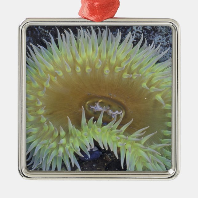 North America, USA, Washington, Olympic 4 Metal Tree Decoration (Front)