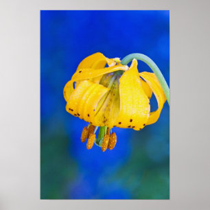 North America, USA, Washington, Olympic 5 Poster