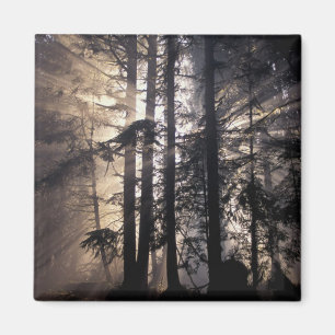 North America, USA, Washington, Olympic NF, Magnet