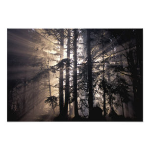 North America, USA, Washington, Olympic NF, Photo Print