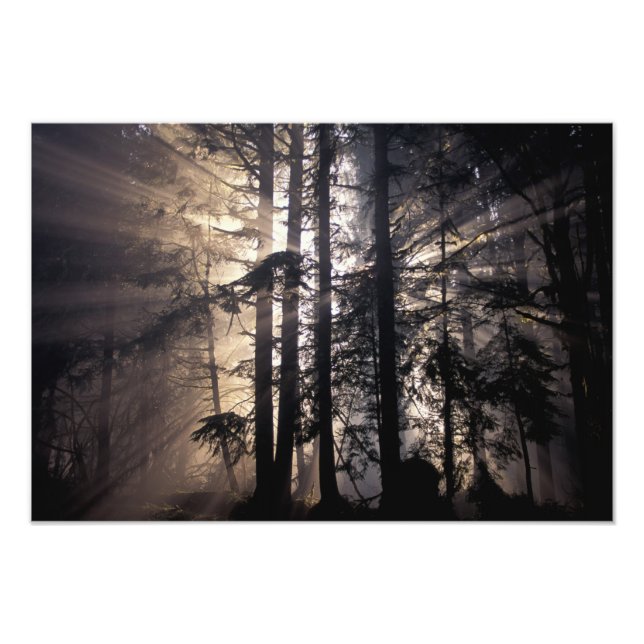 North America, USA, Washington, Olympic NF, Photo Print (Front)