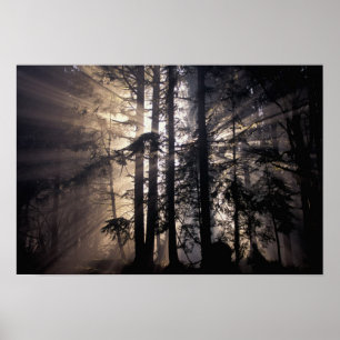 North America, USA, Washington, Olympic NF, Poster