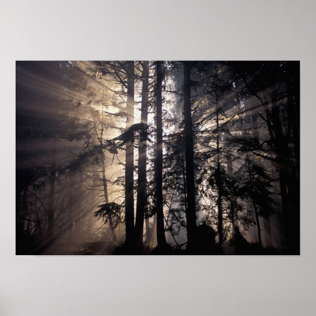 North America, USA, Washington, Olympic NF, Poster (Front)