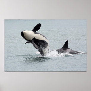 North America, USA, Washington, San Juan Poster