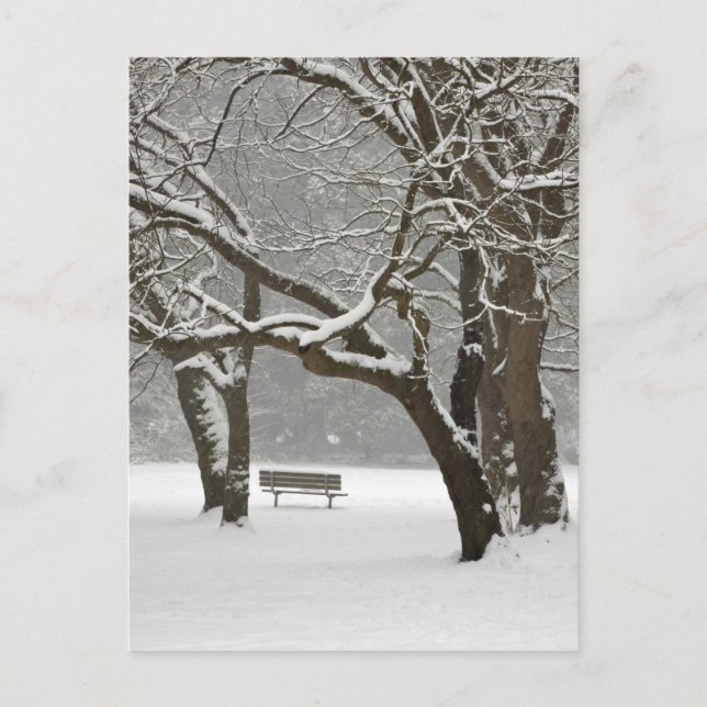 North America, USA, Washington, Seattle, Snow 2 Postcard (Front)