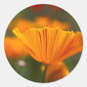 North America, USA, Washington, Seattle, Summer Classic Round Sticker