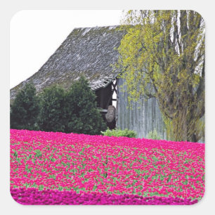 North America, USA, Washington, Skagit Valley. Square Sticker