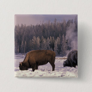 North America, USA, Wyoming, Yellowstone NP, 15 Cm Square Badge