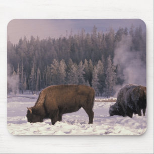 North America, USA, Wyoming, Yellowstone NP, Mouse Mat